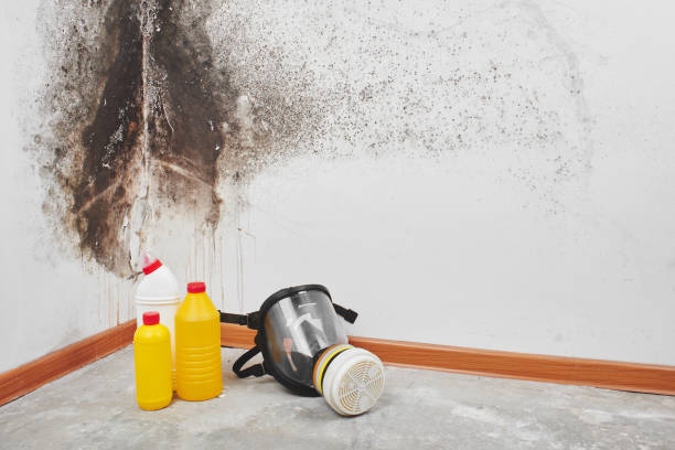 Best Attic Mold Removal  in Bort, GA