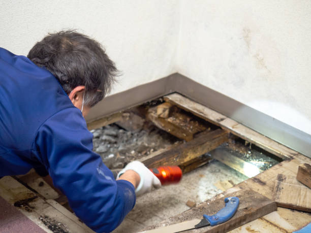 Best Black Mold Removal  in Bort, GA