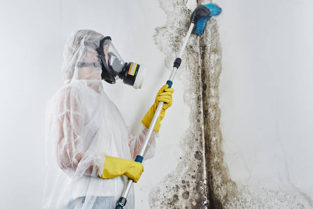 Best Local Mold Removal Service  in Bort, GA