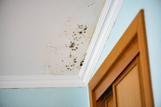 Best Emergency Mold Removal  in Bort, GA