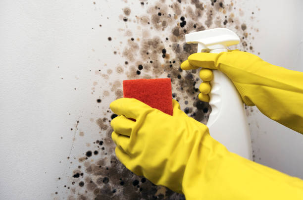 Best Toxic Mold Removal  in Bort, GA